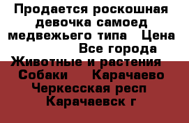 Продается роскошная девочка самоед медвежьего типа › Цена ­ 35 000 - Все города Животные и растения » Собаки   . Карачаево-Черкесская респ.,Карачаевск г.